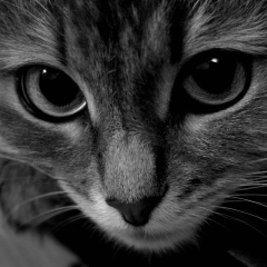 Юрий Беляк, 05.06.1980, Коростень