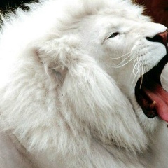 Арыстан Жантасов, 30.11.1987, Кызылорда