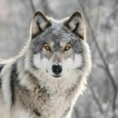 Евгений Сытор, 25.02.1987, Костанай