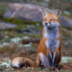 Елизавета З