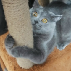 Роман Польянов, 23.04.1988, Сургут