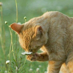Yan Naung, 05.11.1994, Yangon