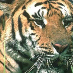 Александр Лучший, 08.04, Усть-Каменогорск