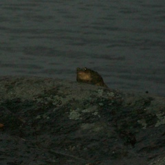 Александр Дыдыкин, Санкт-Петербург
