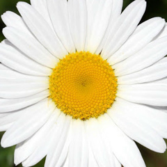 Игорь Егоров, 01.01.1981