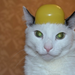 Анастасия Серкина, 19.06.1985, Санкт-Петербург