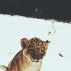 Седа Бисултанова, 14.09, Грозный