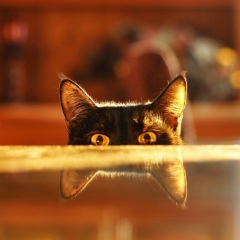 Денис Евтушенко, 01.01.1987, Batna