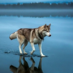 Игорь Широков, 15.02.1987, Волгоград