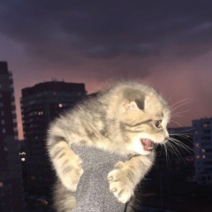 Екатерина Титова, Санкт-Петербург