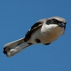 Кирилл Андрюшин, 08.12.1986, Москва