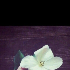 Макош Макарова