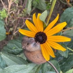 Мария Мария, Москва