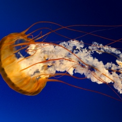 Dave Frans, 24.07.1980