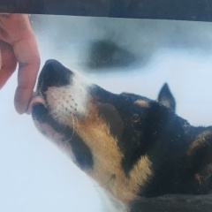 Фидель Беллоуз, Санкт-Петербург