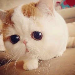 Амина Шамизания, 24.05.1999, Грозный