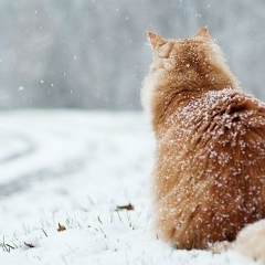 Аня Тимофеева