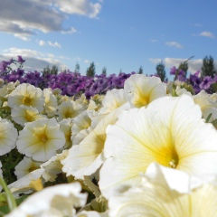 Louisa Ai, Астана