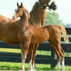 Жасулан Дияров, 17.12.2007, Актау