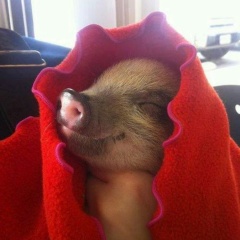 Максим Михальчук, 24.03.1979, Санкт-Петербург