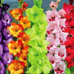 Татьяна Тарасова, 15.08, Санкт-Петербург