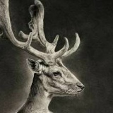 Катерина Оленьева, 14.12