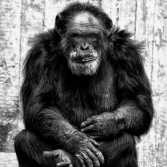 Вася Бауэр, Augsburg