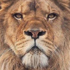 Нурсултан Шаршеналиев, 13.01, Красноярск