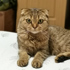 Рустам Рустамов, Сыктывкар