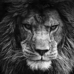 Зелимхан Газиев, Ростов-на-Дону