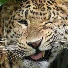 Дария Змеева