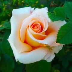 Татьяна Гурьева, Мурманск