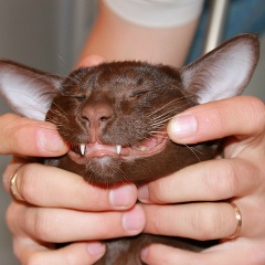 Деничка Федотов, 15.06.1986, Санкт-Петербург