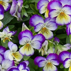 Ирина Огневая, Харьков