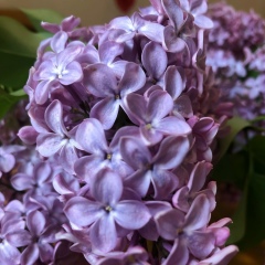 Виктория , Санкт-Петербург