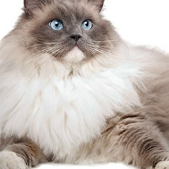 Артем Чегодаев, 04.08.1998, Екатеринбург