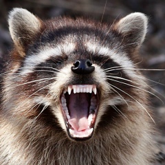 Andrew Achapovsky, 17.05, Рыбинск