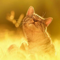 Viktoriya Dev, 10.11.1985