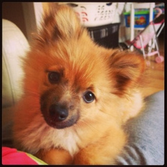 Николай Гриневич, 18.11.1984, Киев