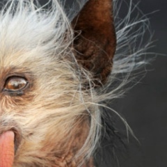 Константин Сухорослов