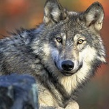 Алина Лучина, 11.06, Гомель