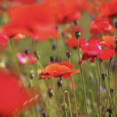 Светлана Либерман, 25.08, Алматы