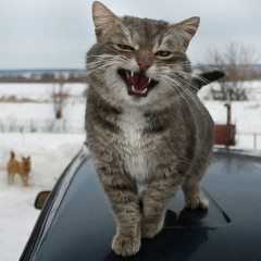 Александр Марков, Екатеринбург