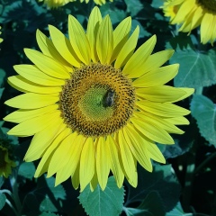 Ирина Гера, 25.05, Москва