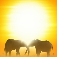 Еленец Сиротенец, 21.01, Симферополь