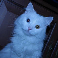 Сергей Шанин, 13.04.1984, Солнечногорск