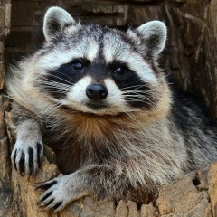 Алексей Куцовол, 08.04.1984, Ростов-на-Дону