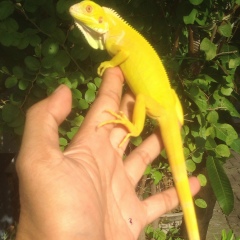 Nur Wahid, 28.02.1981