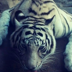 Шамиль Имаев, 20.05.1997, Москва