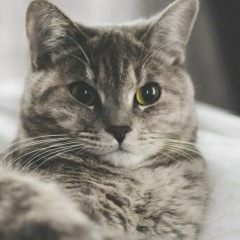 Roza Azhibaeva, 10.12.1983